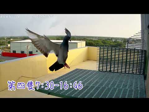 PLO阿信養鴿趣261011南海冬季資格一紀錄 #pigeon #birds #PLO銘鴿攝影阿信 #賽鴿
