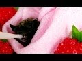 Baby bat Mimi  love the milk