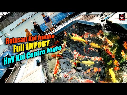 Koi Jumbo Import