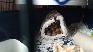 My Rats - Michaelajane07