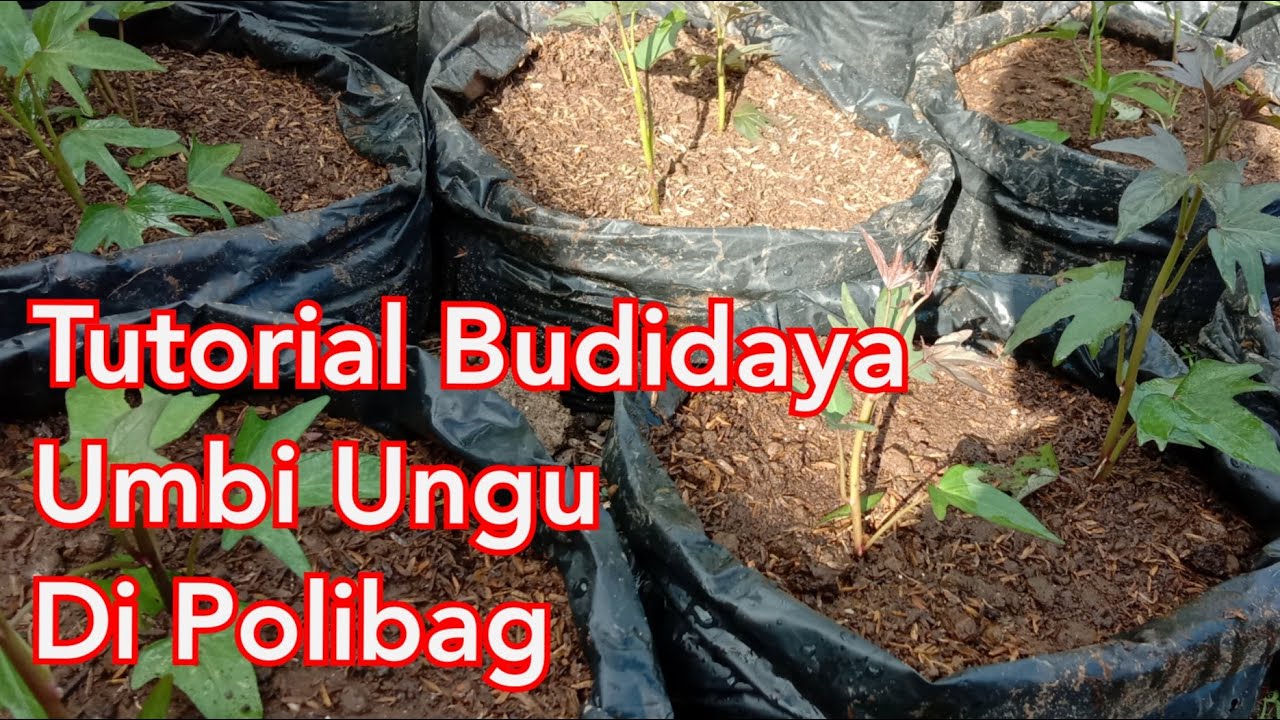 Cara menanam umbi jalar di polibag 