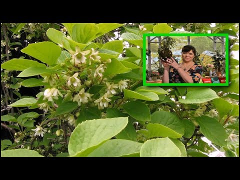 Видео: Как подкармливать женьшень – узнайте, как удобрять растения женьшеня