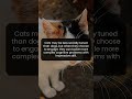 Why Cats Can Outsmart Simple Challenges