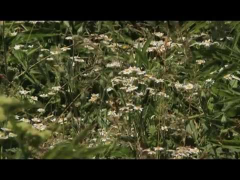 მოგზაურობა გიო გაბუნიასთან ერთად - ბორჯომ-ხარაგაულის ეროვნული პარკი