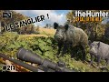 Thehunter cotw 217 une nouvelle chasse aux sangliers sur la rserve dhirschfelden  chasse 2023