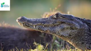 Episode 3: Nile Basin Wetland Management and Water Quality Assessment
