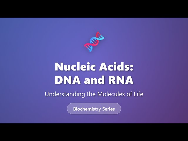 Nucleic Acids Dna And Rna Structure Vision Biology Class