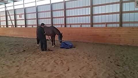 More of "Gunner and the Tarp"