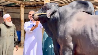 Pakistan Heavyweight Champion Bull of Farrukh Ijaz Cattle Farm | Bakra Mandi Cow Mandi 2026 #cow