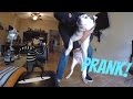 Burglar PRANK on my Dog! - Are Huskies Good Guard Dogs?