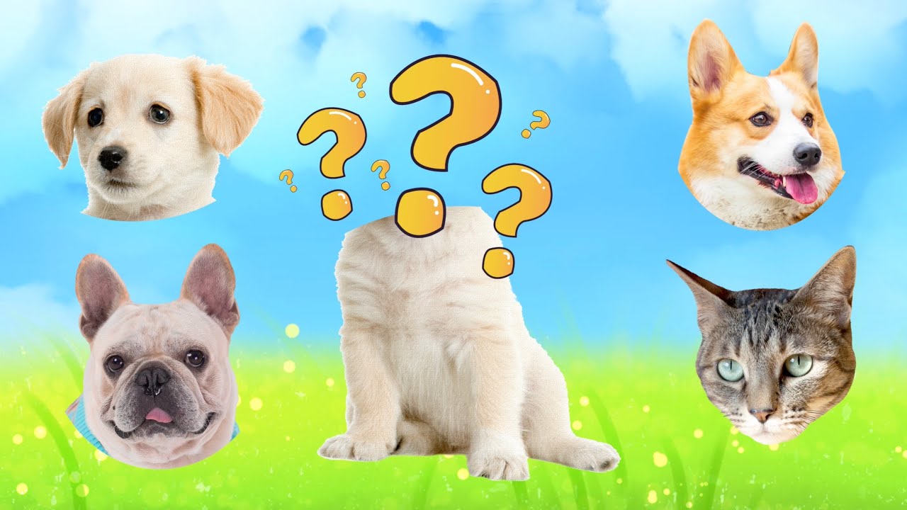 CUTE ANIMALS Cat, Dog | 可爱的小狗 | 中文加油站 | Chinese Learning - YouTube