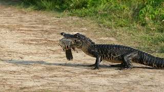 GREAT BLUE HERON WARNS WHEN GATOR CATCHES FISH UNDERFOOT