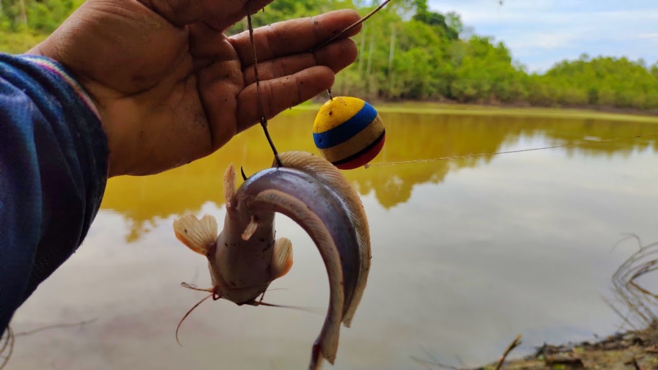 Sungguh Di Luar Dugaan!!Monster Penghuni Sungai Sebesar Bayi kolot,,Terciduk Dengan Umpan Ini..