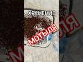 Как хранить мотыля долго. Простой метод.#lev77