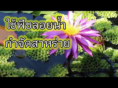 วีดีโอ: การควบคุมสาหร่าย - เคล็ดลับในการควบคุมสาหร่ายในสระน้ำและพิพิธภัณฑ์สัตว์น้ำ