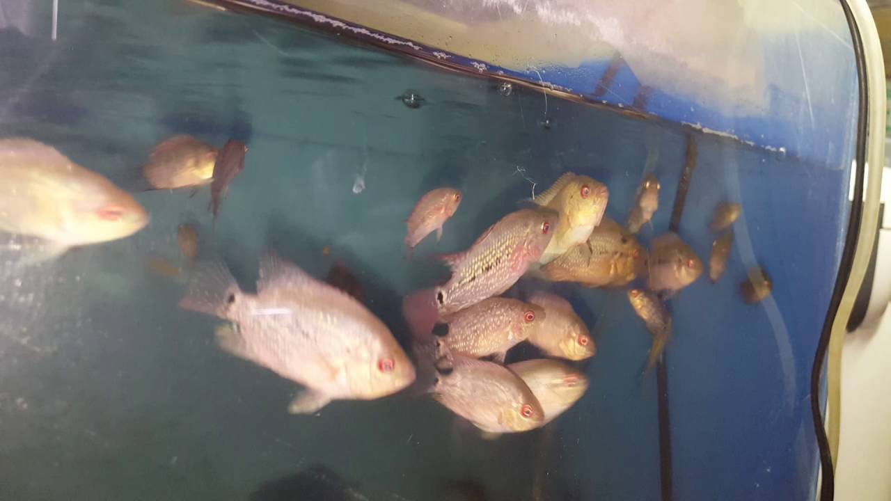 Fader flowerhorn inbreeding fry YouTube