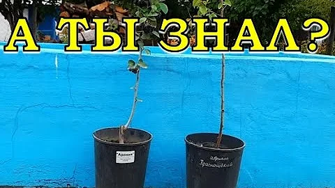 Саженцы с ОКС и ЗКС: различия, преимущества и недостатки