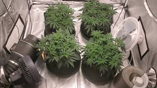 Wedding Cake Grow - 52 days from seed