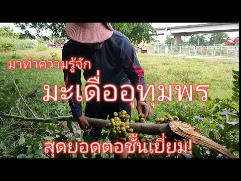 วีดีโอ: ต้นมะเดื่อที่แข็งแกร่ง: การเลือกต้นมะเดื่อสำหรับสวนโซน 5