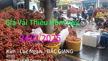 Giá Vải Thiều hôm nay 24/6/2025 tại - Kim - Lục Ngạn - BẮC GIANG