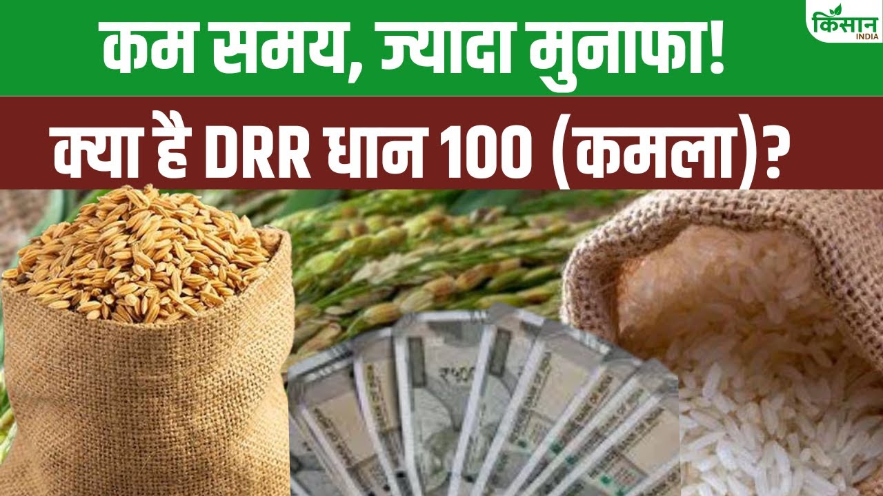 Kamala Rice जानिए क्या है DRR धान 100 कमला वैराइटी और उसकी खासियत । Kamala DRR 100 ...