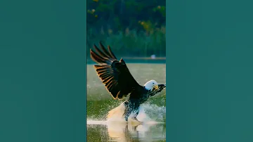 الأب والحياة Cute Birds المراه Baby Animals المراره Nature البخل النظافه Wildlife 