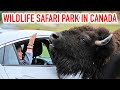 Wildlife Safari Park In Canada | Parc Omega In Quebec | 4K