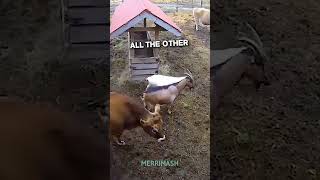 Heartwarming moments shown by her farm animals screenshot 4
