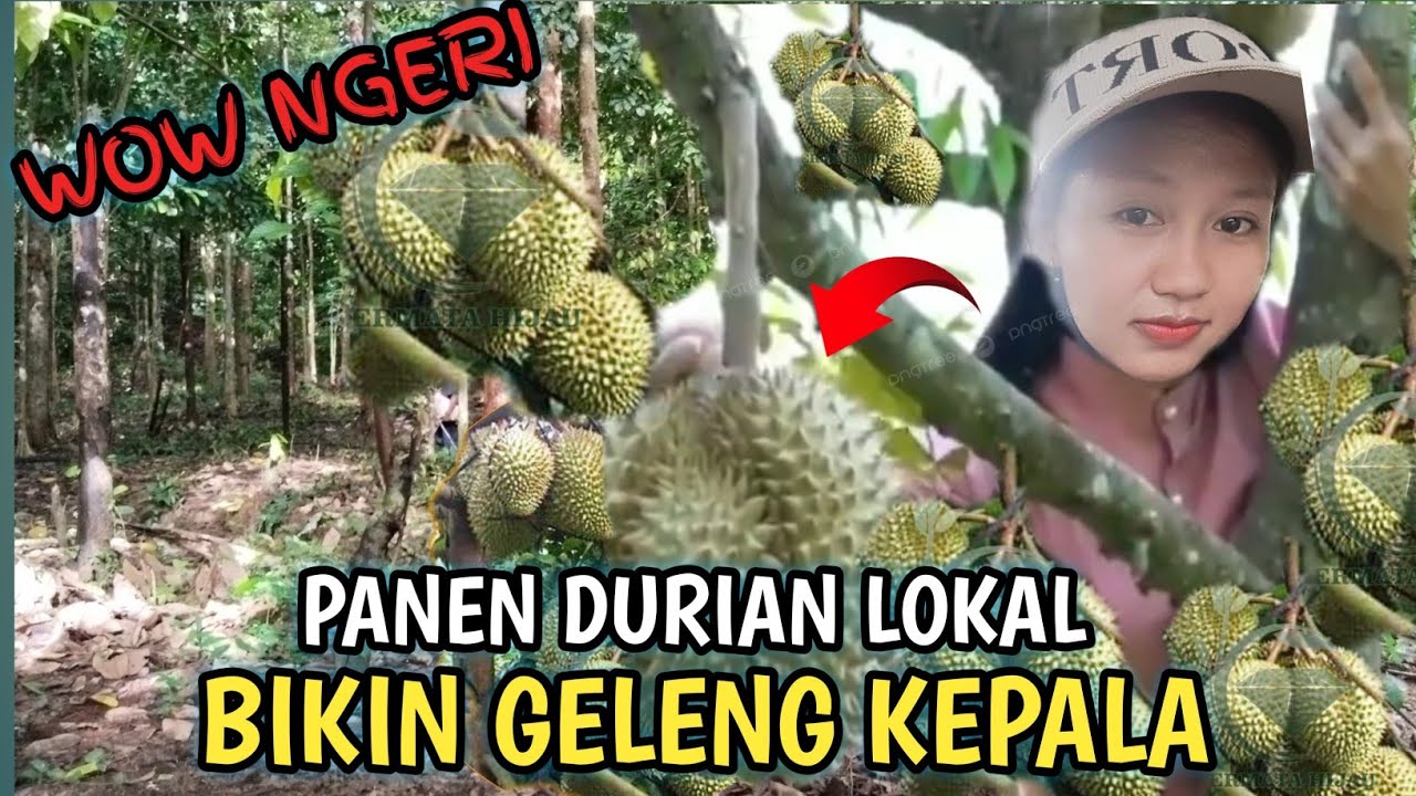 SILATURAHMI,MALAH DIAJAK MBOLANG KE HUTAN KALIMANTAN PANEN DURIAN,TRANSMIGRASI KALIMANTAN