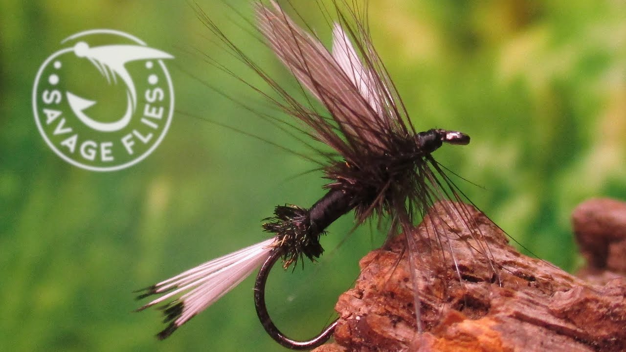 Fly Tying the Black Coachman (Dry Fly Variant) 