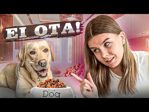 Video: Koiran kauluksen koko