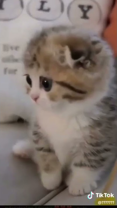 Mimimi tiktok song