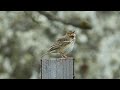 Tree Pipit Anthus Trivialis Tree Pipit Anthus Trivialis