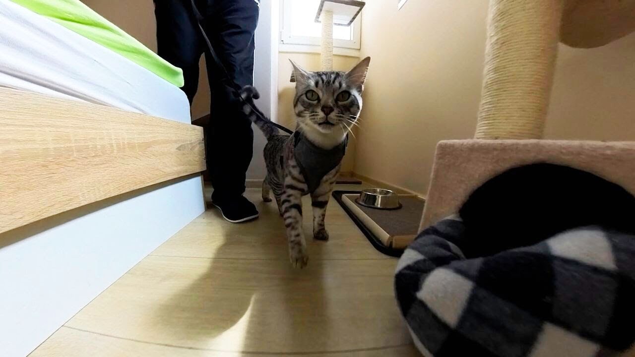 I've been Leash Training my cat - this is what it looks like
