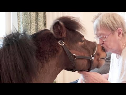 Video: Palomino Horse