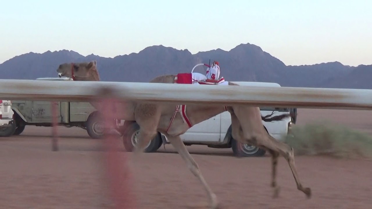 الشوط الرئيسي للثنايا والزمول 6كم(حرب)لأبناء الشيخ سالم بن حرب العطوي 4/2/1440هـ ميدان أبو العجاج