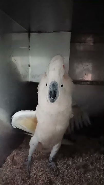 waw suaranta kencang burung kakak tua kalau lagi marah #tkitaiwan #shorts
