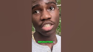 Reptile Brumation  What is It and How Does It Work