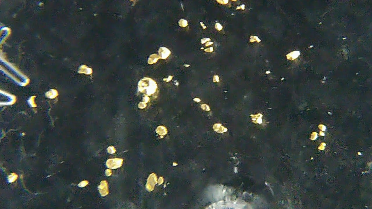 砂金採り 大雨後の川はボーナスタイム！？