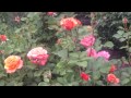 2015 Rose Garden Concerts