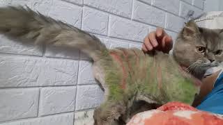 A Grooming Art|cat haircut with colored hair by Groomers Archive 543 views 2 years ago 3 minutes, 19 seconds
