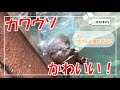初ロケ!カワウソの可愛さに悶絶!【まろに☆さんぽ#1】