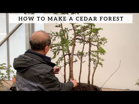 How to Make a Cedar Forest