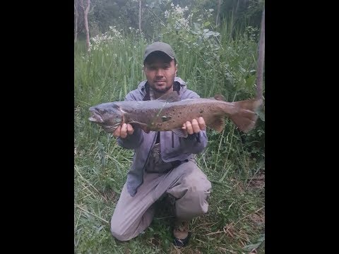 Поход. Рыбалка в Горах Кыргызстана. Форель. Трофей.