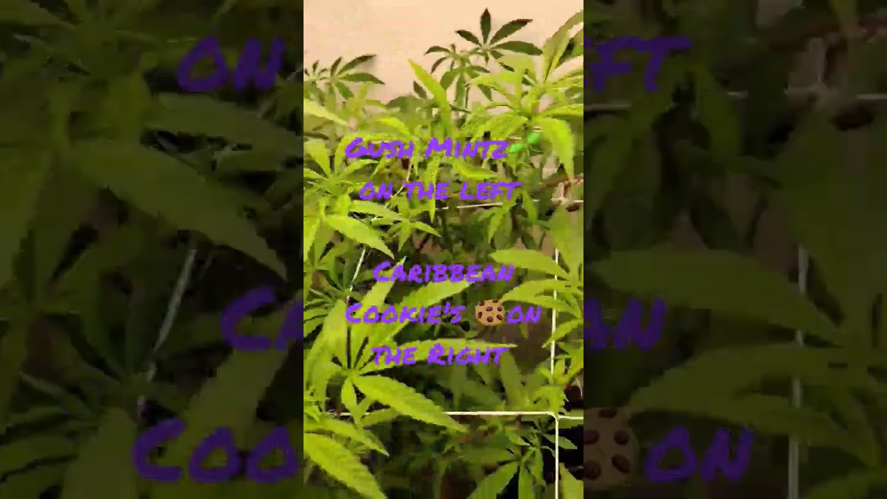 Week 1 of Flower , Gush Mintz & Caribbean Cookie's 🤌🌱☘️🤦 