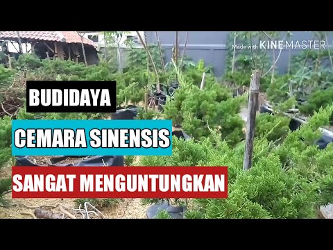 Video: Menanam Thuja Di Sepanjang Pagar (16 Foto): Berapa Jarak Yang Anda Perlukan Untuk Menanam Thuja? Idea Reka Bentuk Halaman Untuk Kediaman Musim Panas Dan Rumah Persendirian Mengguna