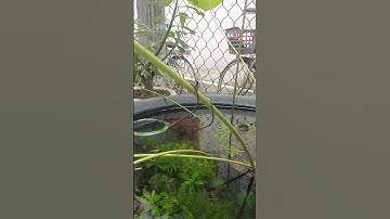 Tự làm cặp lưỡi móng heo huyền thoại dễ câu dễ dính #nthfishing