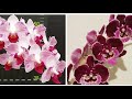 Две Новые Потрясающе Красивые Орхидеи | Phal. Little Gem Stripes(peloric- 2 eyes) | Big Lip NCK #173