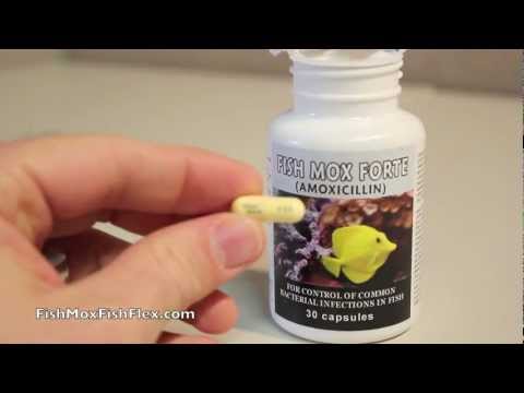 fish-mox-forte-500-mg-amoxicillin-fish-antibiotic