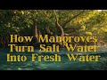 The Secret Way Mangrove Trees Turn Salt Water into Fresh Water